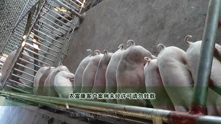 山東發(fā)酵床養(yǎng)豬用戶(hù)案例圖片